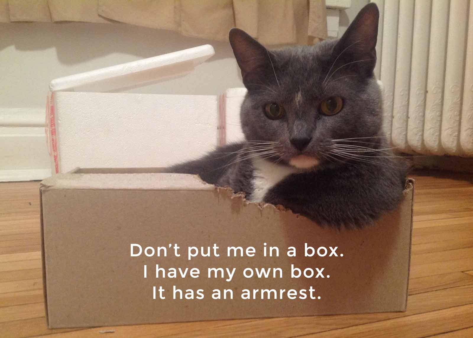 15-03-09-cx-brand-cat-in-a-box