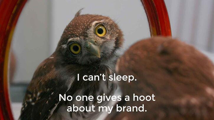 this owl stays up checking his voice of the customer software