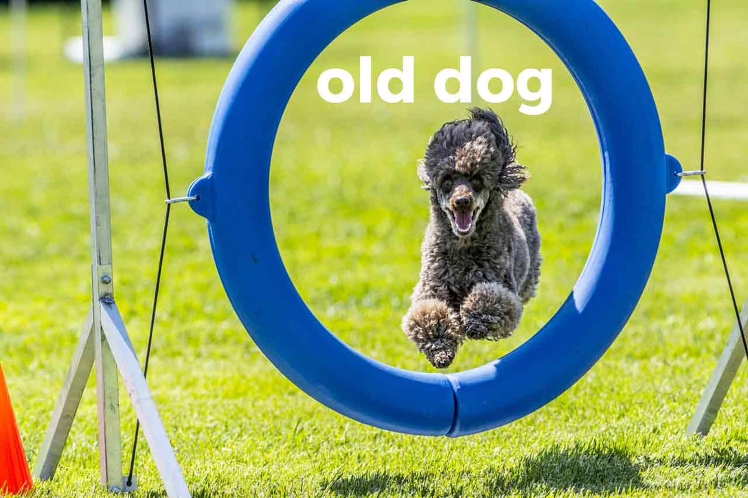 22. Jump through books. Through hoops. Through hoops. Through hoops.