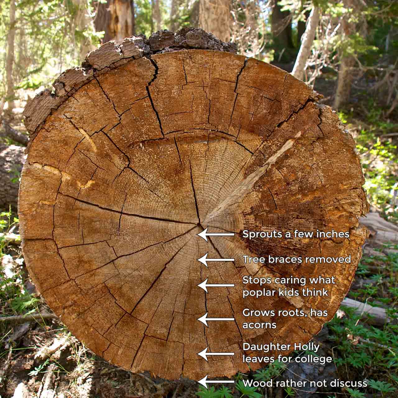 15-04-09-customer-experience-tree-rings