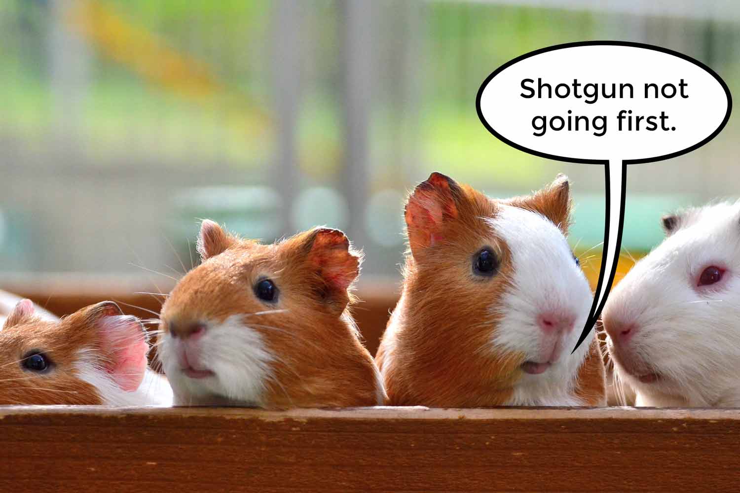 15-04-21-customer-engagement-strategy-guinea-pigs