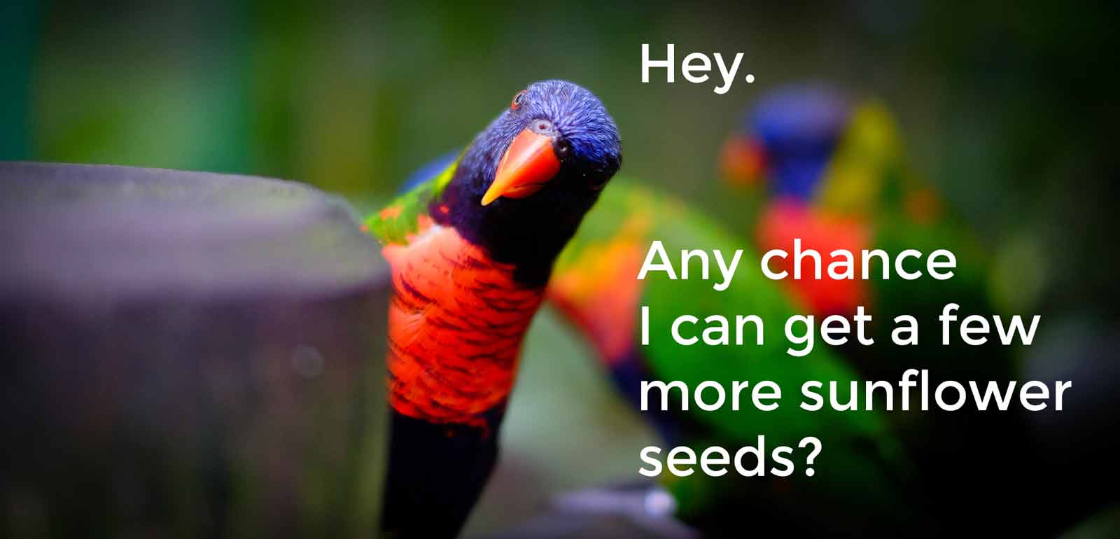 15-04-28-bank-customer-wants-some-seeds-please